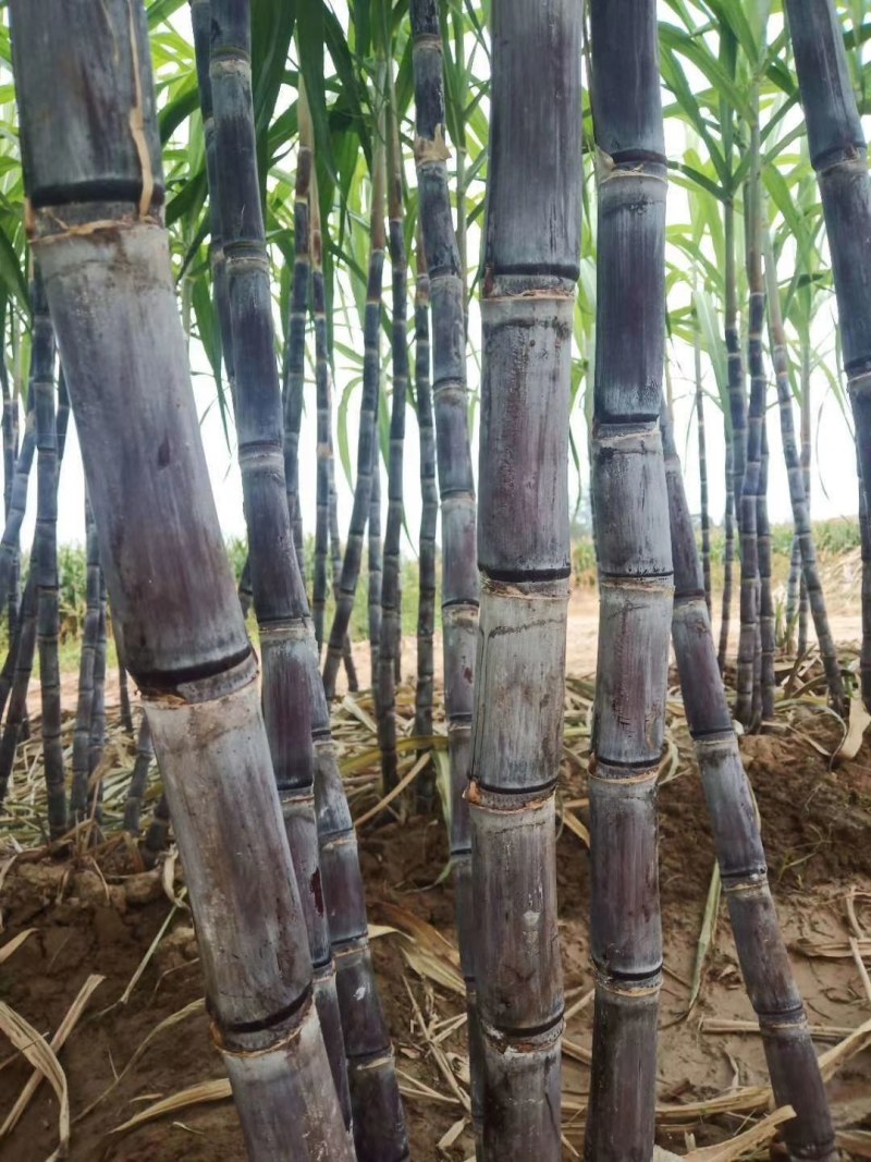 黑皮甘蔗河南商丘睢阳区大量供应优质黑皮甘蔗，欢迎