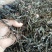 云南普洱茶，202年易武，七村八寨之易比贡茶村，古树春茶