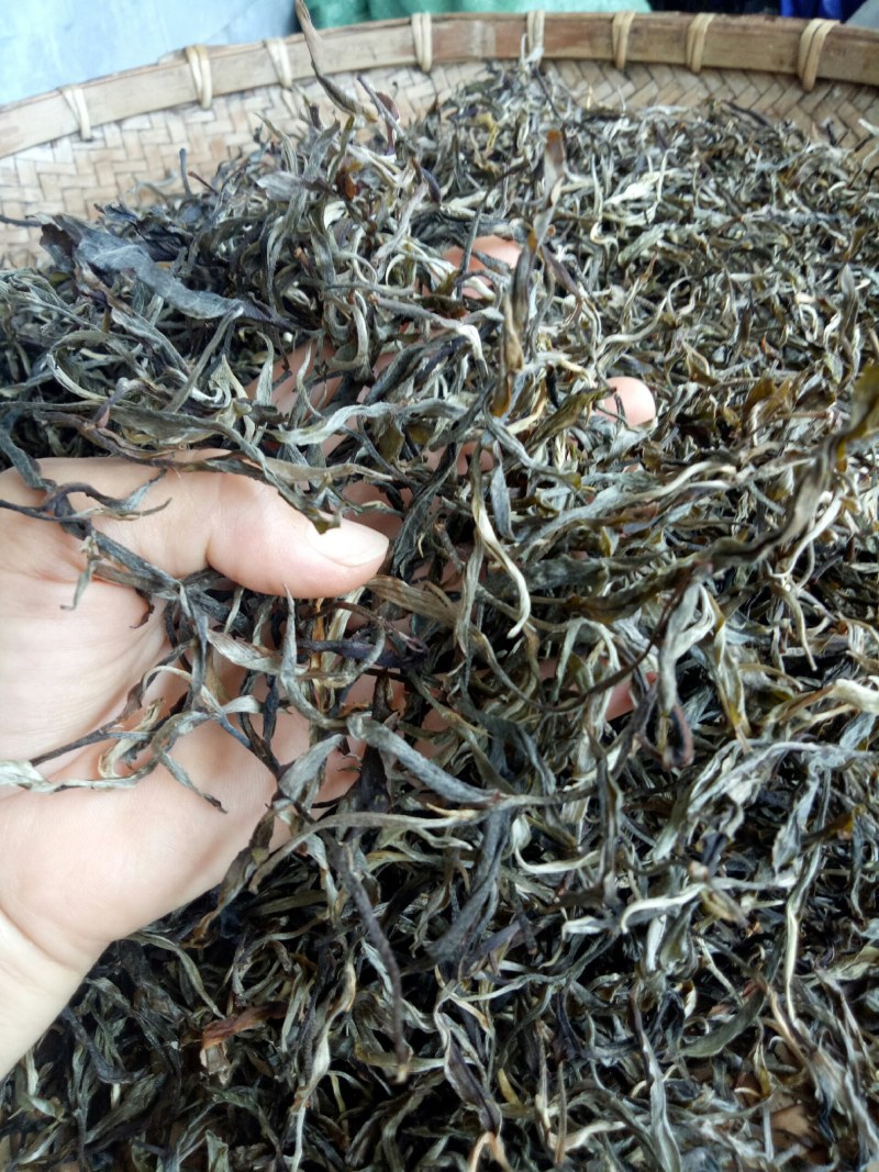 云南普洱茶，202年易武，七村八寨之易比贡茶村，古树春茶