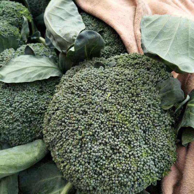 精选西蓝花炎秀耐寒**可供超市市场品质保证新鲜直发