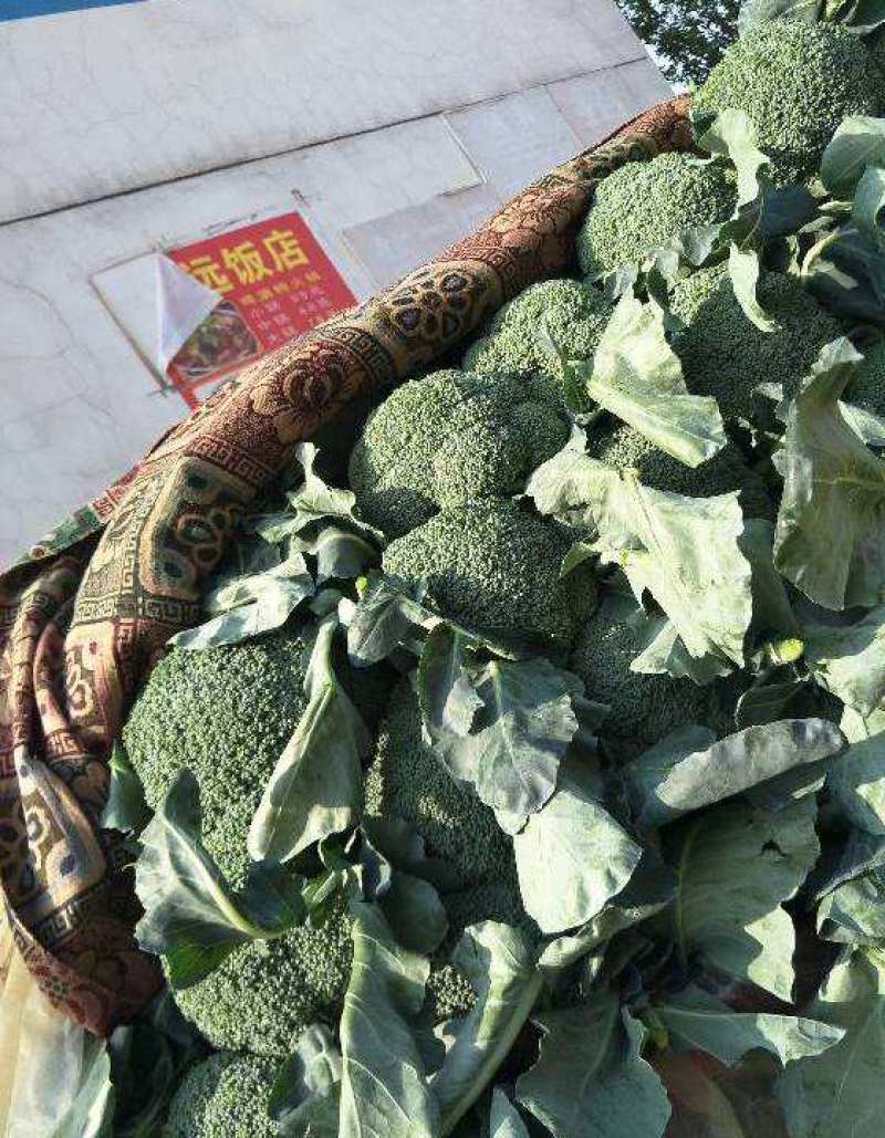 精选西蓝花炎秀耐寒**可供超市市场品质保证新鲜直发