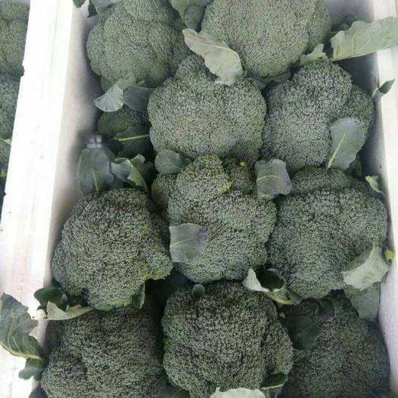 精选西蓝花炎秀耐寒**可供超市市场品质保证新鲜直发
