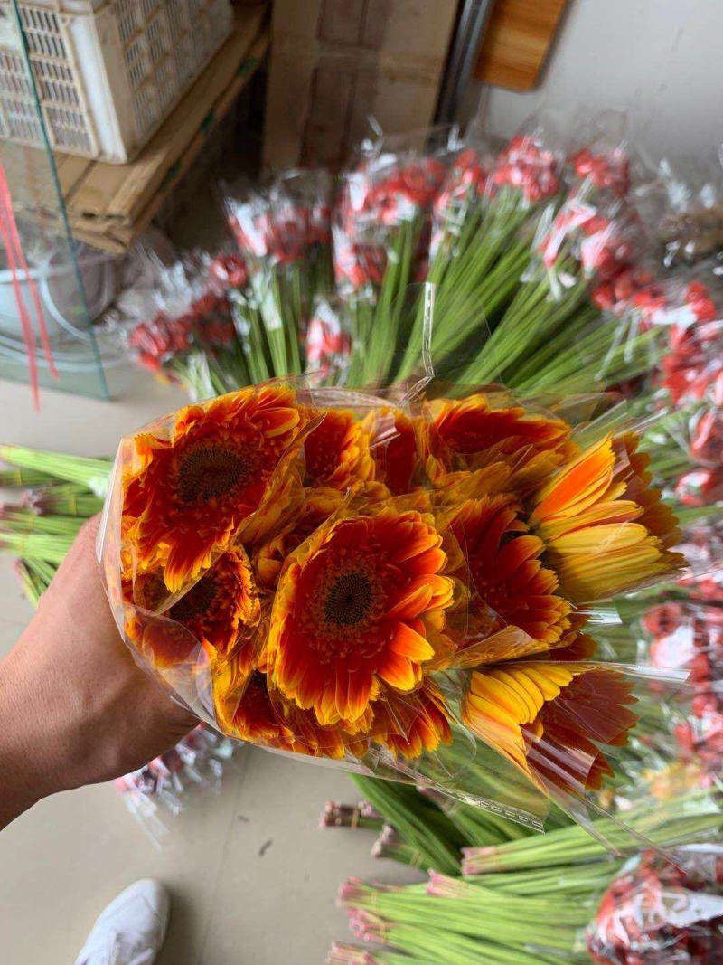 跃荣花卉园批发各种颜色都有需要的联系我哦..