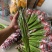 跃荣花卉园批发各种颜色都有需要的联系我哦..