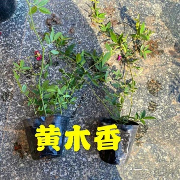木香花苗七里香花黄木香白木香浓香花爬藤植物阳台红木香攀援