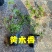 木香花苗七里香花黄木香白木香浓香花爬藤植物阳台红木香攀援