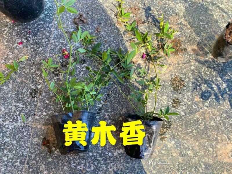 木香花苗七里香花黄木香白木香浓香花爬藤植物阳台红木香攀援