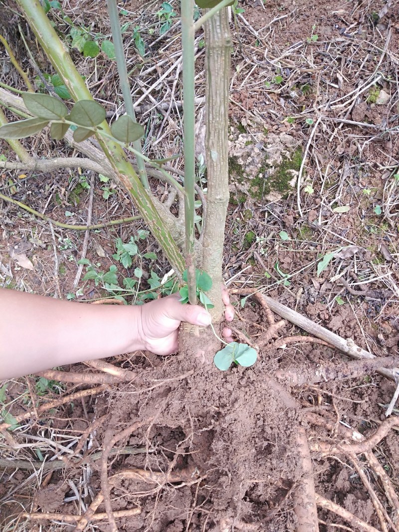 (山豆根）种子欢迎各位老板订购先到先得