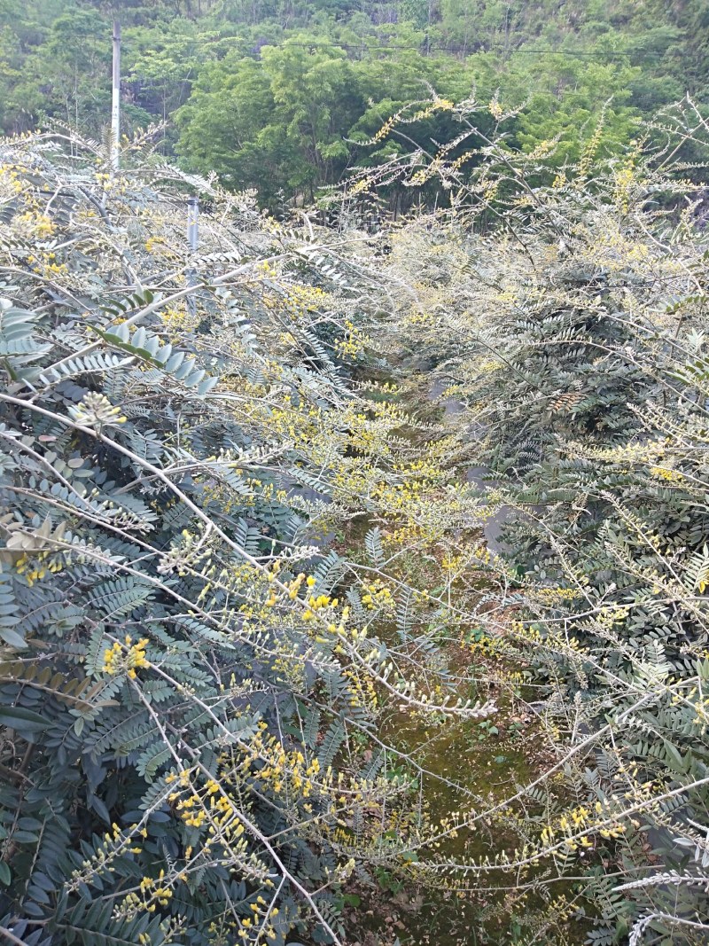 (山豆根）种子欢迎各位老板订购先到先得