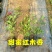 木香花苗七里香花黄木香白木香浓香花爬藤植物阳台红木香攀援