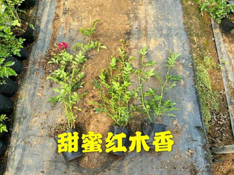 木香花苗七里香花黄木香白木香浓香花爬藤植物阳台红木香攀援