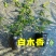 木香花苗七里香花黄木香白木香浓香花爬藤植物阳台红木香攀援