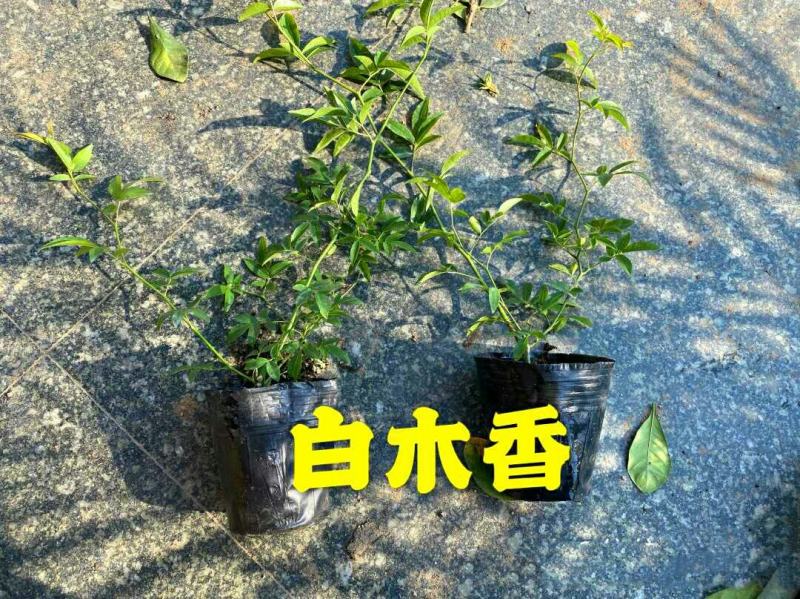 木香花苗七里香花黄木香白木香浓香花爬藤植物阳台红木香攀援