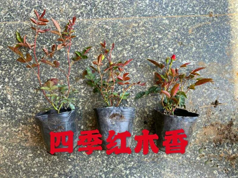 木香花苗七里香花黄木香白木香浓香花爬藤植物阳台红木香攀援