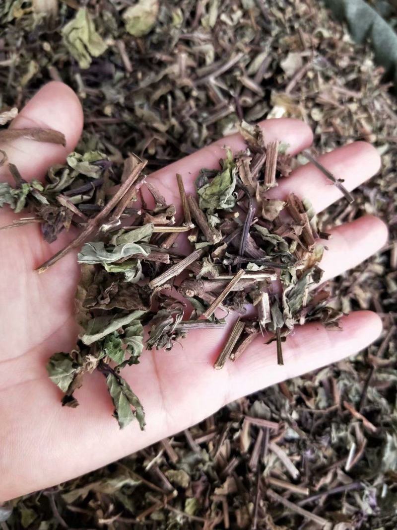 猫须草猫须公肾茶化石草中药材批发零售大货供应物美价廉