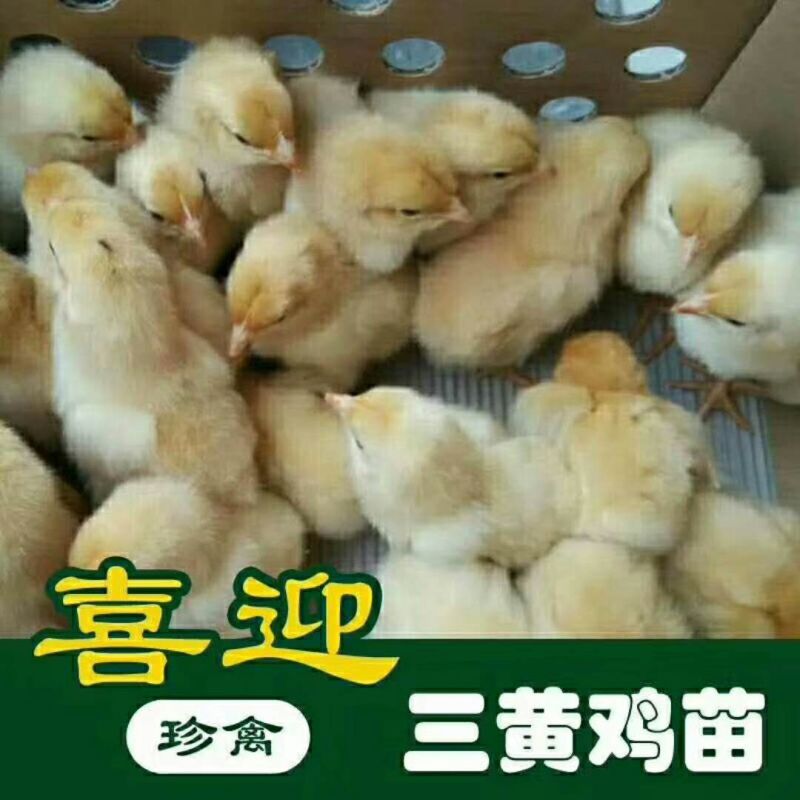 正宗三黄鸡苗，孵化场直销包打疫苗包发货包运输损耗