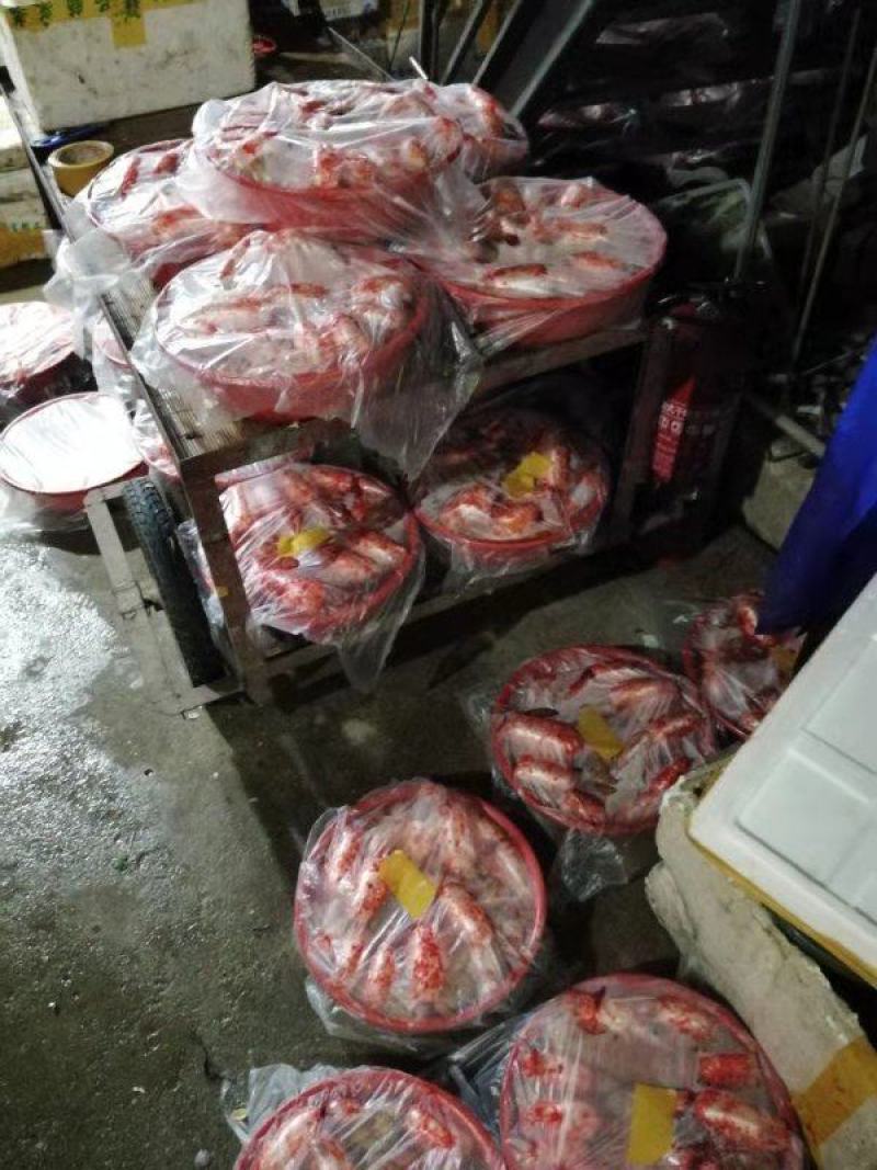精品新鲜黄鲤鱼籽全国发货鱼场直销质优价廉现发量大从优