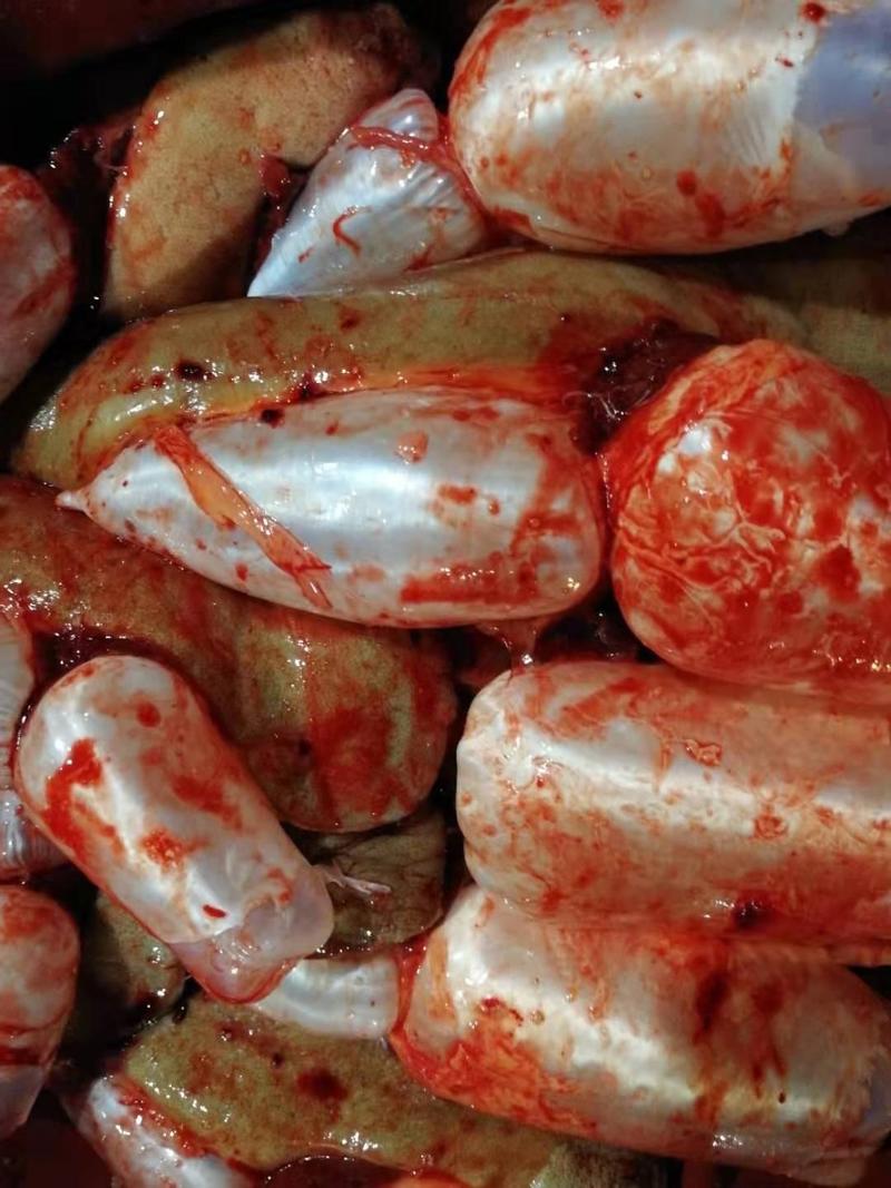 精品新鲜黄鲤鱼籽全国发货渔场直销质优价廉现杀现卖量大从优