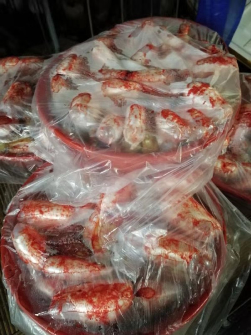 精品新鲜黄鲤鱼籽全国发货鱼场直销质优价廉现发量大从优