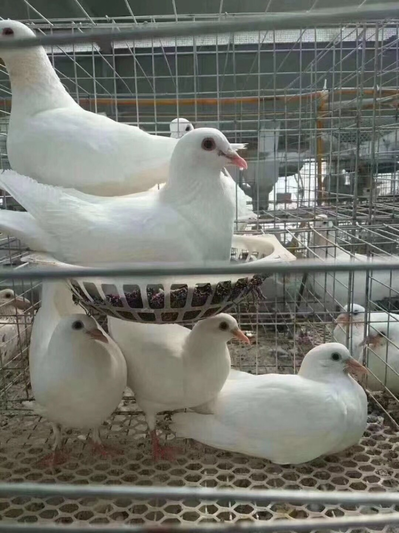【精品🐦】精品白条鸽厂家直销一手货源现杀现发保质保量
