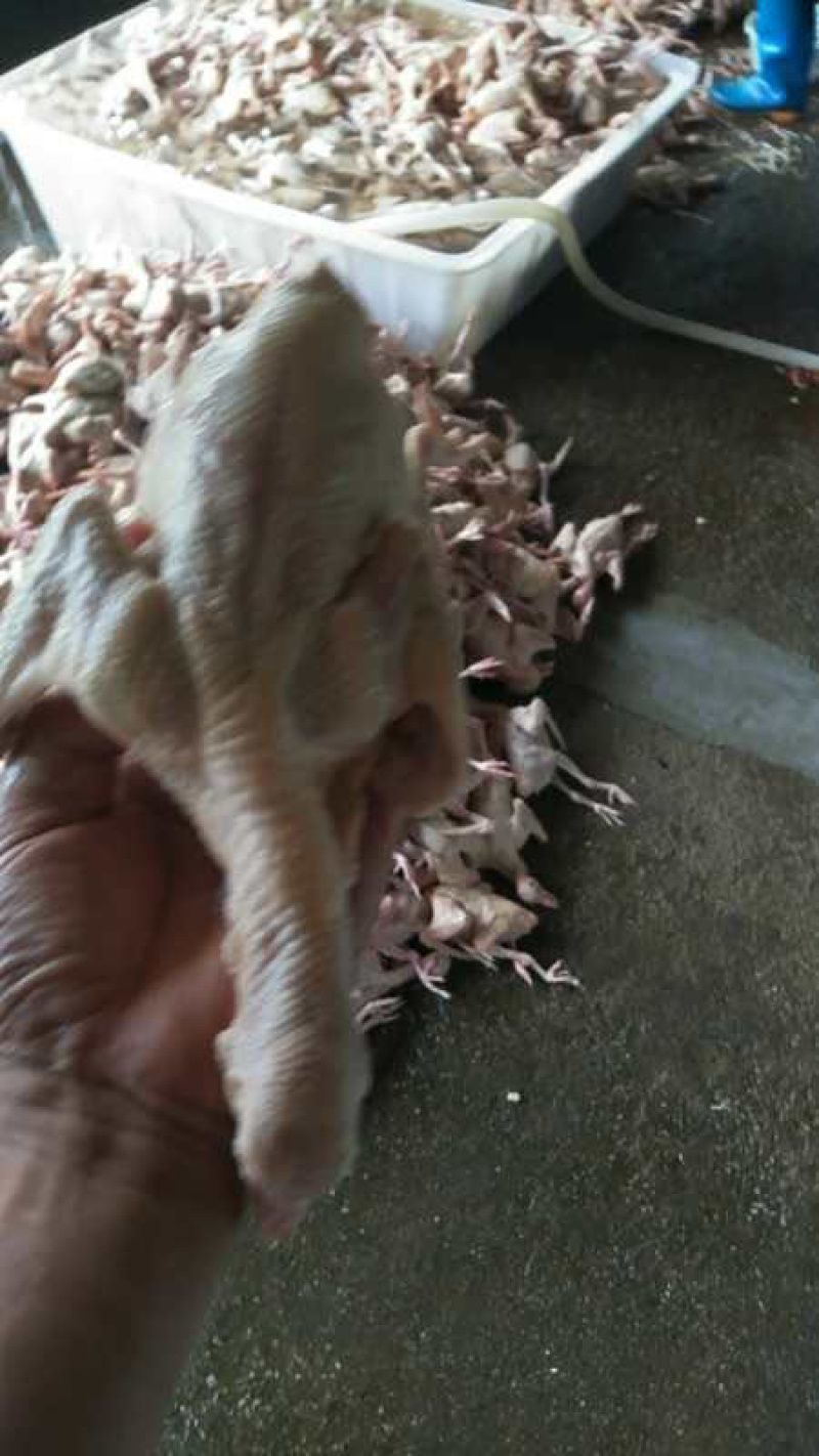 【精品🐦】精品白条鸽厂家直销一手货源现杀现发保质保量