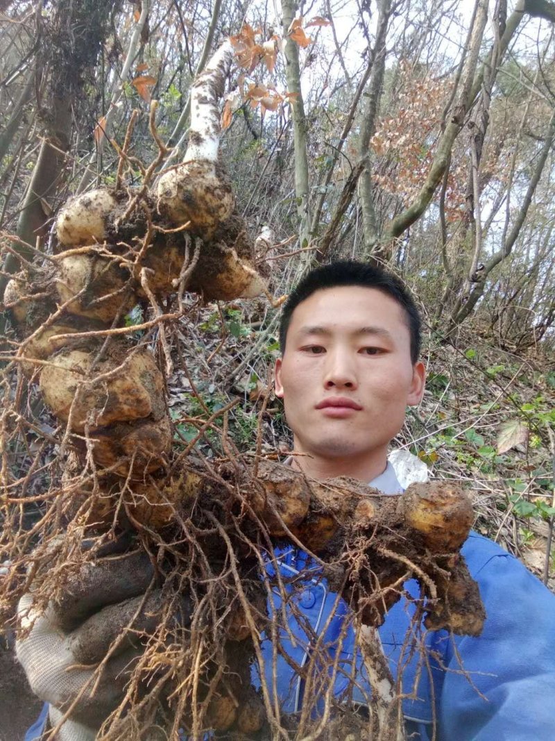 蔬菜
