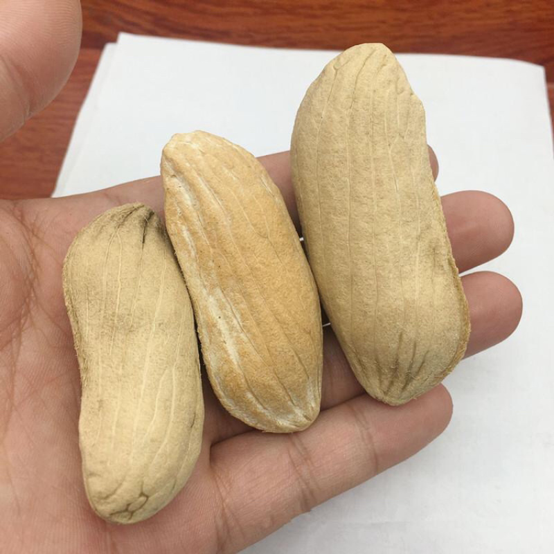 芒果核一手货源产地直销
