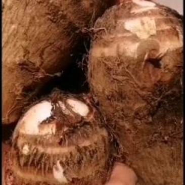 贵州芋头，也大上市，需要的老板联系，每天十吨以上