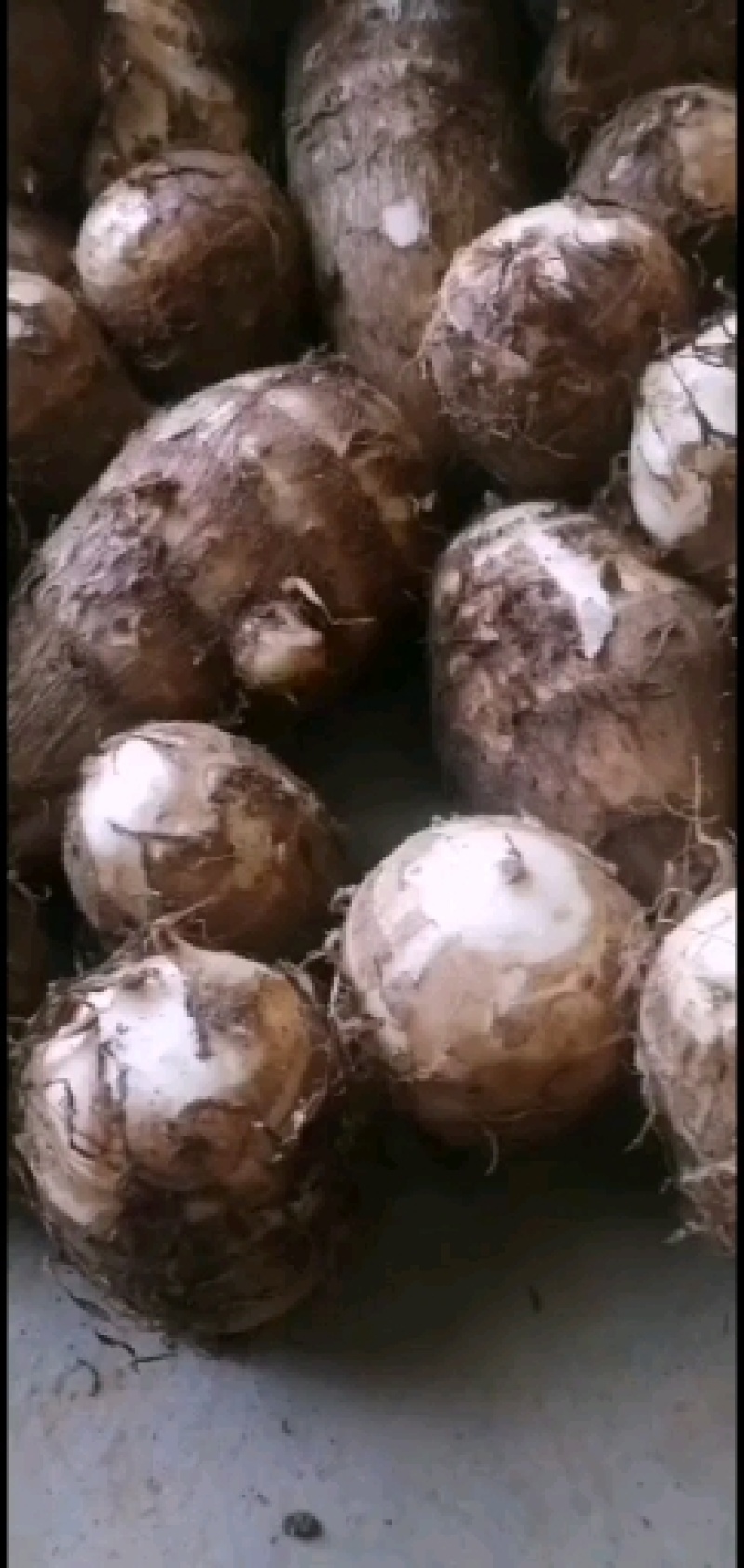 贵州芋头，也大上市，需要的老板联系，每天十吨以上