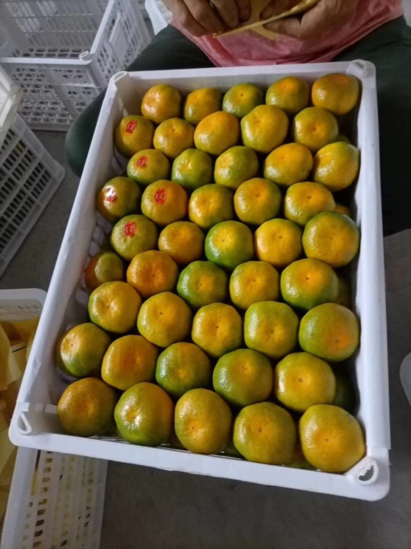 【优选】东江湖蜜橘皮薄多汁口感酸甜大量上市中