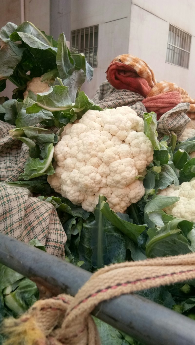 精品花菜，花质紧密，花白，量大质优