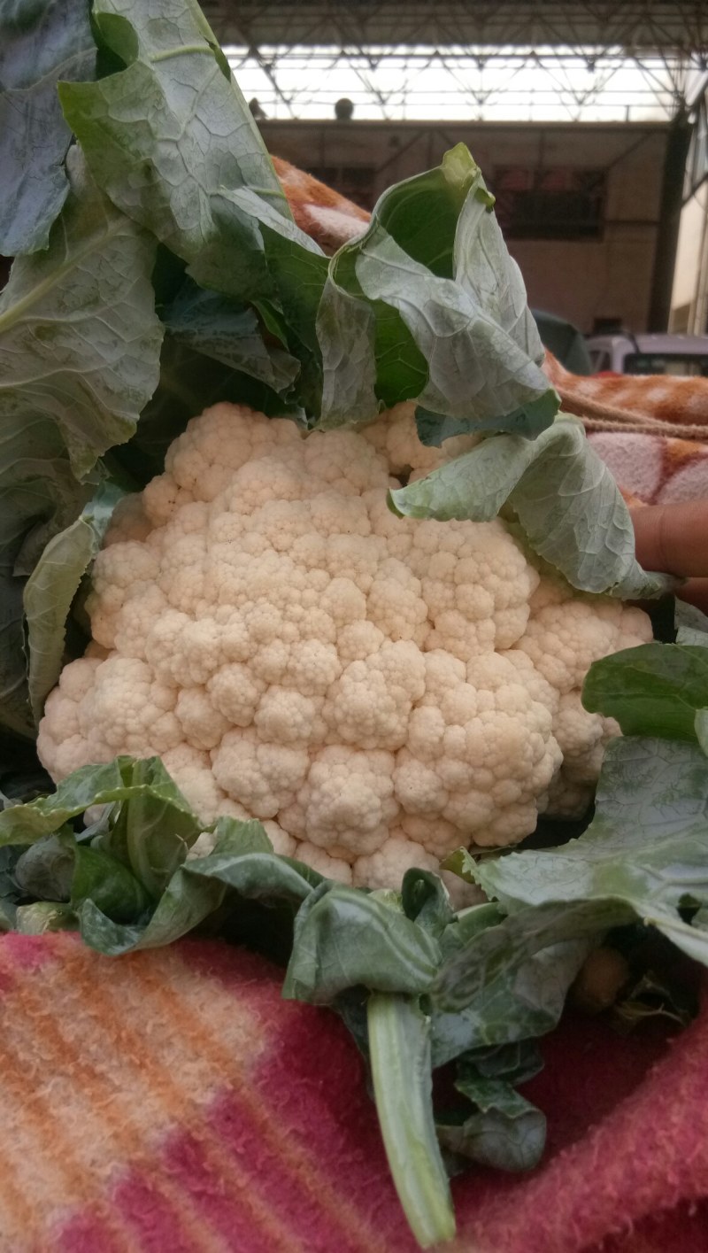 精品花菜，花质紧密，花白，量大质优