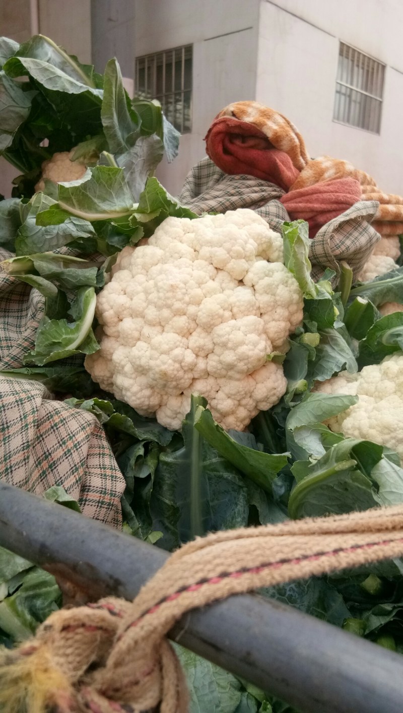 精品花菜，花质紧密，花白，量大质优