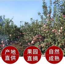 优选山西临猗红富士苹果一件代发包邮包售后