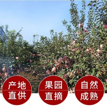 优选山西临猗红富士苹果一件代发包邮包售后