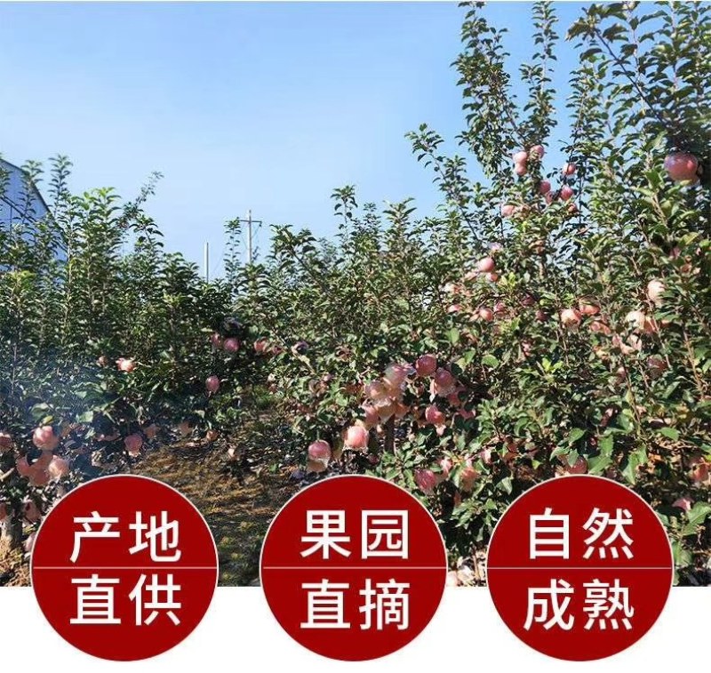 优选山西临猗红富士苹果一件代发包邮包售后