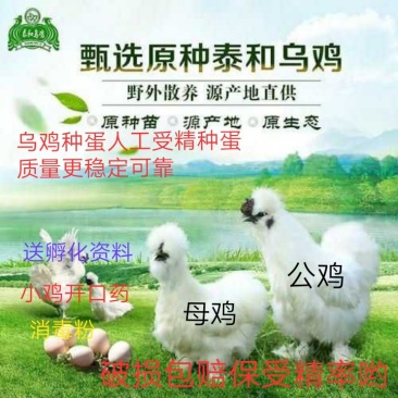 纯种泰和乌鸡种蛋受精蛋孵化小鸡用蛋产地农场直销包邮