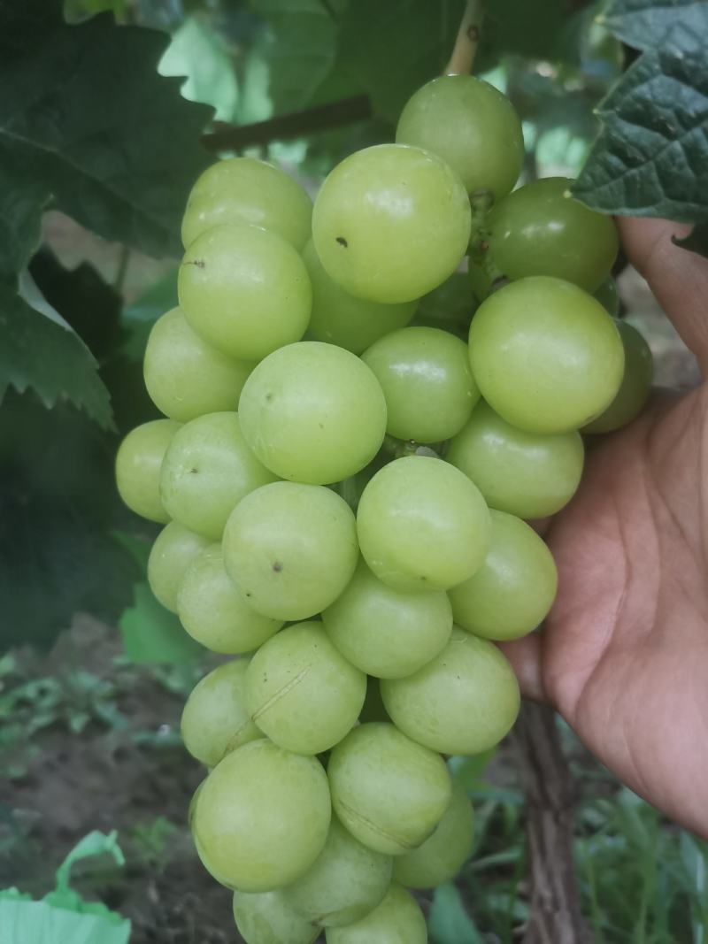 阳光玫瑰，货源充足，我们这里种植面积大，冷库货