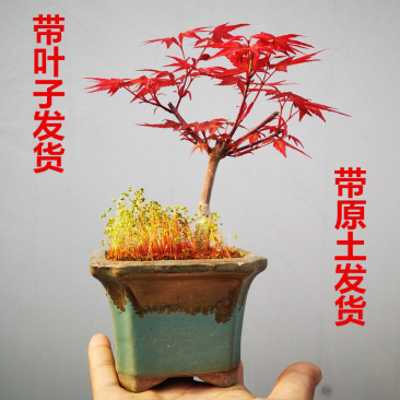 红枫盆景红枫树苗日本红枫盆栽黄金枫盆景室内客厅阳台好养活