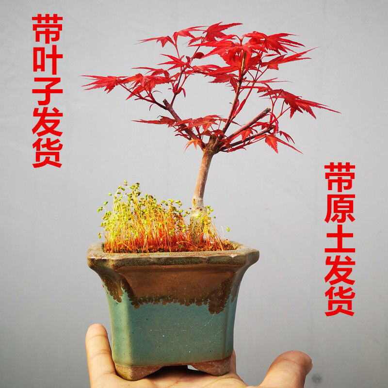 红枫盆景红枫树苗日本红枫盆栽黄金枫盆景室内客厅阳台好养活