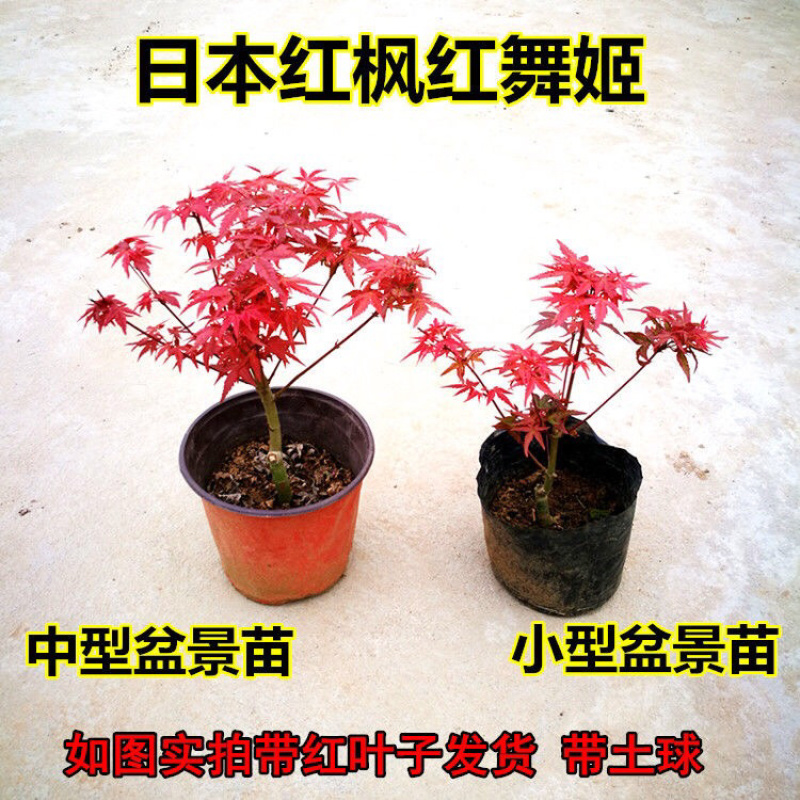 红枫盆景红枫树苗日本红枫盆栽黄金枫盆景室内客厅阳台好养活