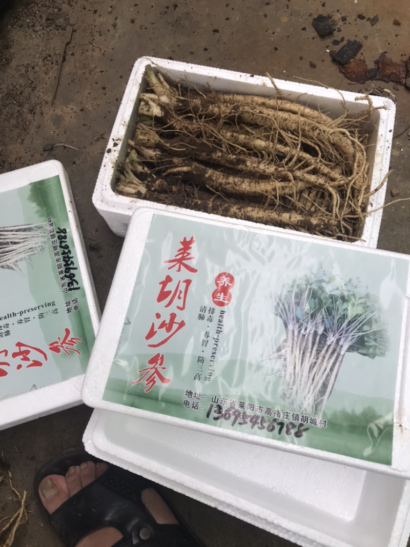 沙参鲜货！（现挖，统货，包质量）正宗的原产地！可以来实地
