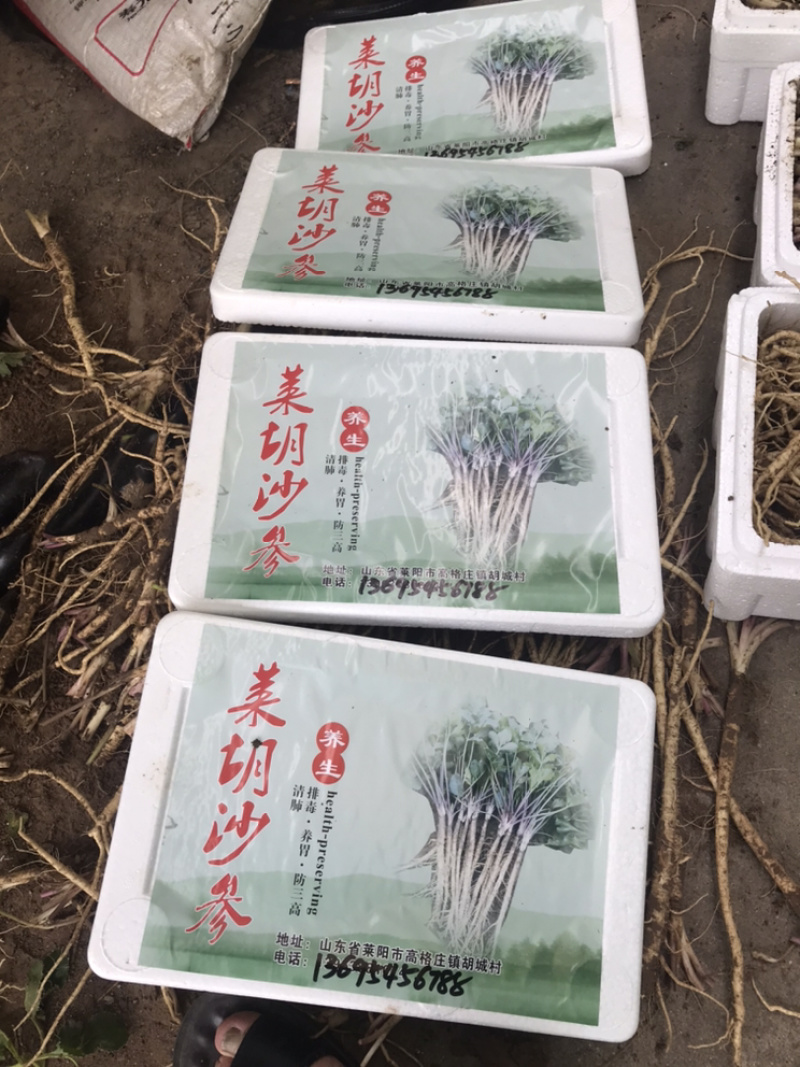 沙参鲜货！（现挖，统货，包质量）正宗的原产地！可以来实地