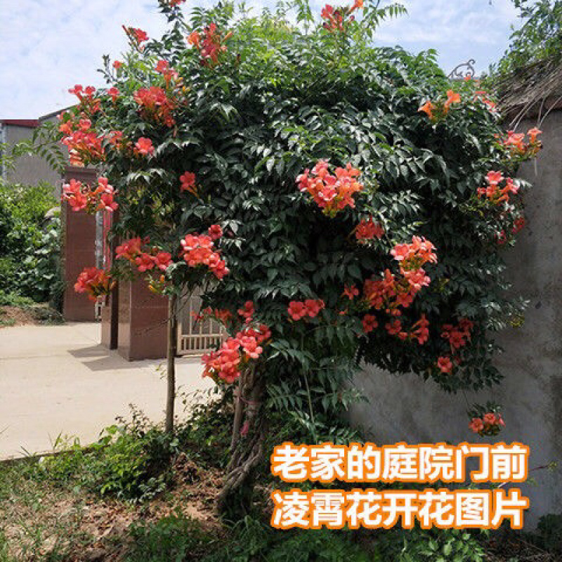 美国凌霄花苗盆栽爬藤植物攀爬树桩庭院阳台四季开花浓香好养