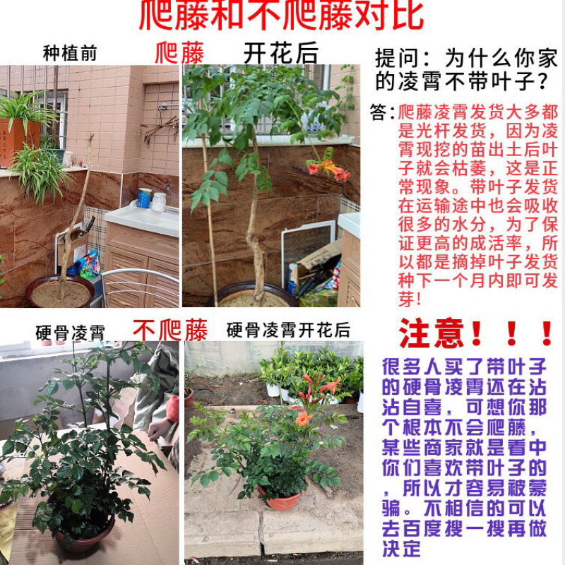 美国凌霄花苗盆栽爬藤植物攀爬树桩庭院阳台四季开花浓香好养