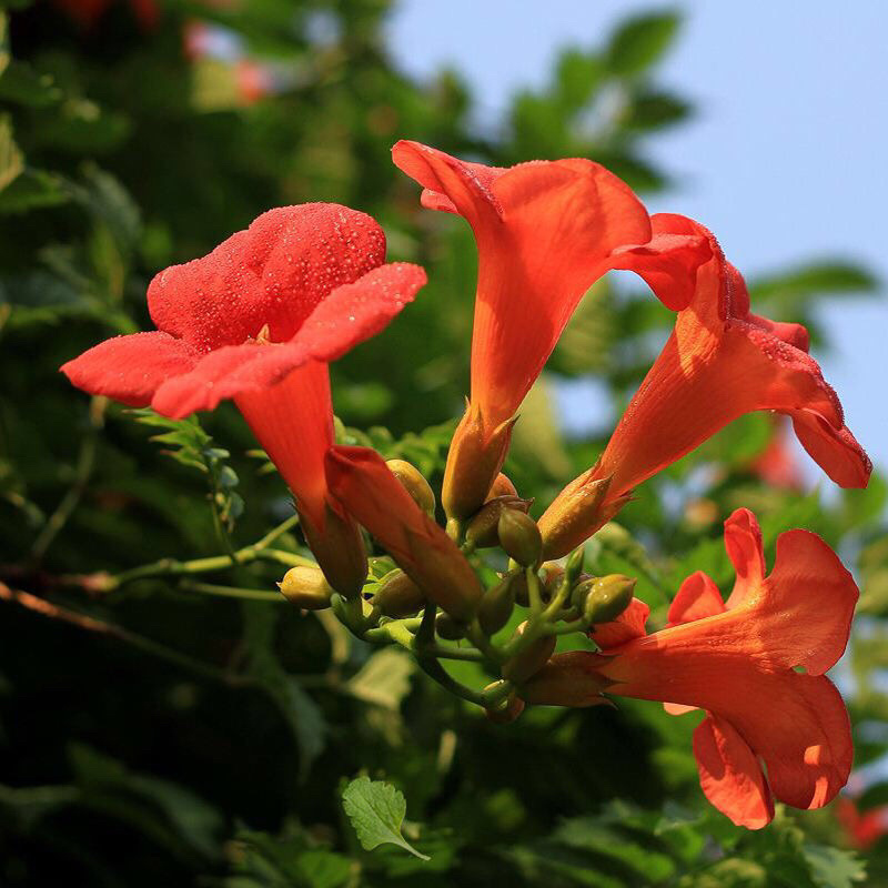 美国凌霄花苗盆栽爬藤植物攀爬树桩庭院阳台四季开花浓香好养