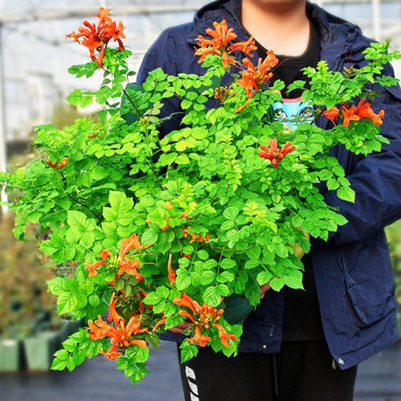 美国凌霄花苗盆栽爬藤植物攀爬树桩庭院阳台四季开花浓香好养