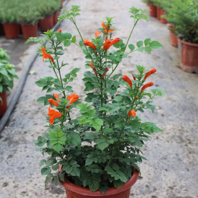 美国凌霄花苗盆栽爬藤植物攀爬树桩庭院阳台四季开花浓香好养