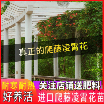 美国凌霄花苗盆栽爬藤植物攀爬树桩庭院阳台四季开花浓香好养