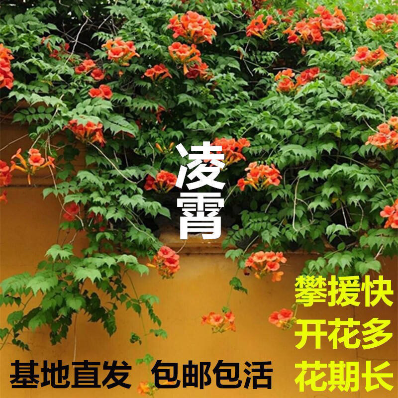 美国凌霄花苗盆栽爬藤植物攀爬树桩庭院阳台四季开花浓香好养